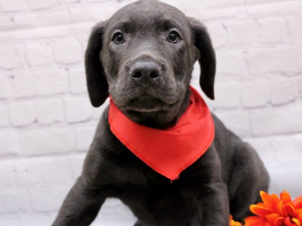 English Labrador Retriever DOG Male Charcoal 16974 Petland Wichita, Kansas