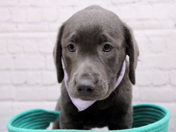 English Labrador Retriever DOG Female Charcoal 16973 Petland Wichita, Kansas