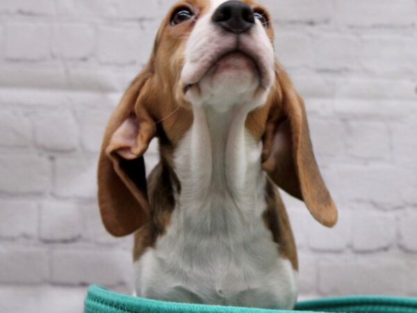 Beagle DOG Female Tri 16972 Petland Wichita, Kansas