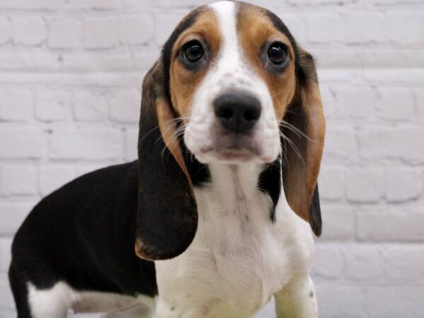 Beagle DOG Female Tri 16971 Petland Wichita, Kansas