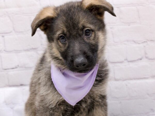 German Shepherd DOG Female Sable 16970 Petland Wichita, Kansas