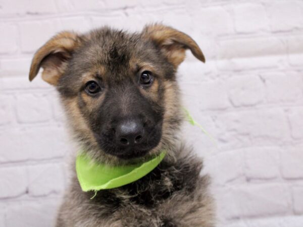 German Shepherd-DOG-Male-Sable-16969-Petland Wichita, Kansas