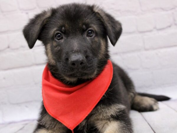 German Shepherd DOG Male Black & Tan 16967 Petland Wichita, Kansas