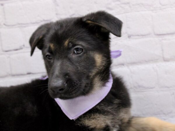 German Shepherd-DOG-Female-Black & Tan-16968-Petland Wichita, Kansas