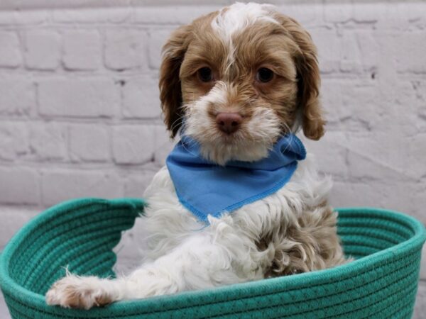 Cockapoo-DOG-Male-White w/ Buff-16964-Petland Wichita, Kansas