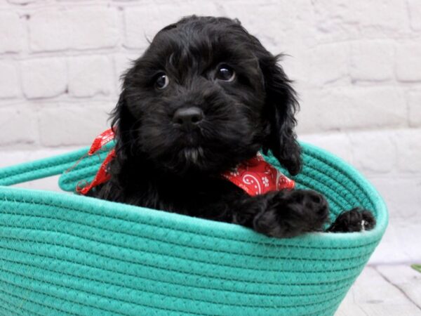 Cockapoo DOG Male Black 16965 Petland Wichita, Kansas