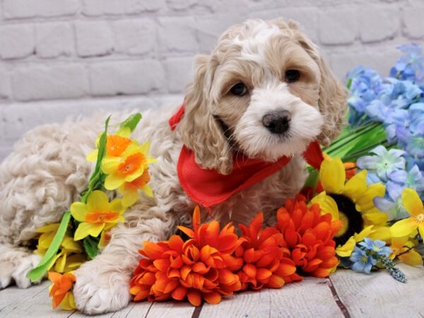 Cockapoo-DOG-Male-White w/ Buff-16963-Petland Wichita, Kansas