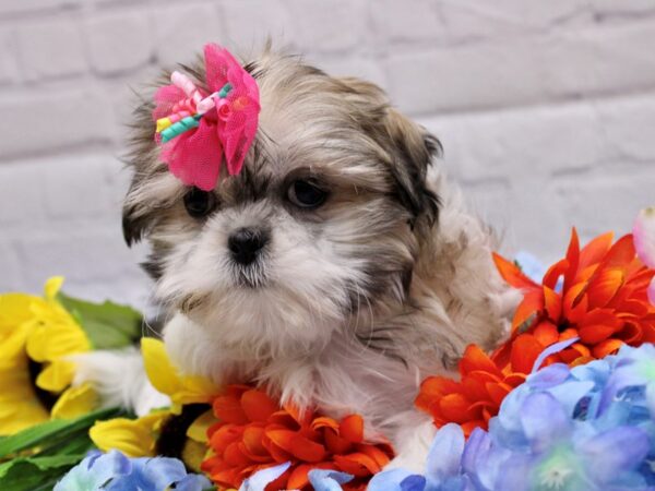 Shih Tzu DOG Female Gold & White 16962 Petland Wichita, Kansas