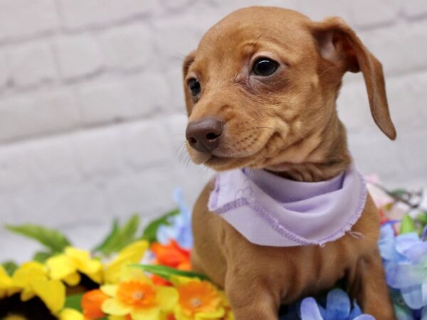 Miniature Dachshund-DOG-Female-Red (Smooth Coat)-16966-Petland Wichita, Kansas