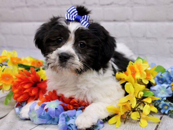 Teddy Bear DOG Female Black & White 16947 Petland Wichita, Kansas