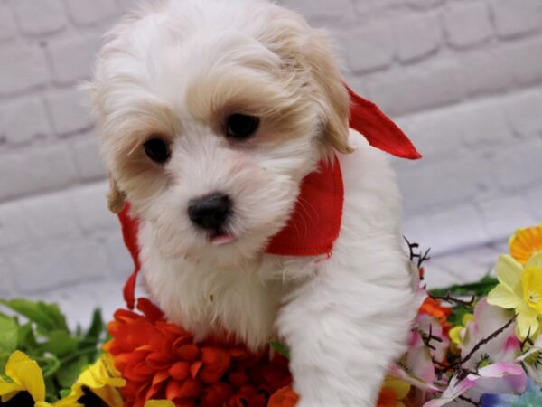Lhasa Poo-DOG-Male-White w/ Apricot Markings-16960-Petland Wichita, Kansas