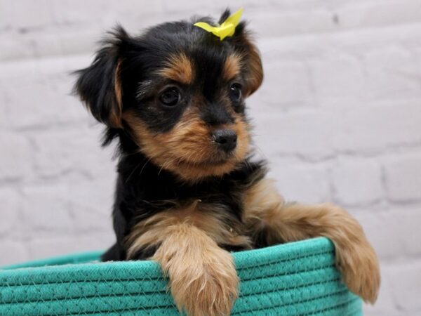 Chorkie-DOG-Female-Black & Tan-16954-Petland Wichita, Kansas