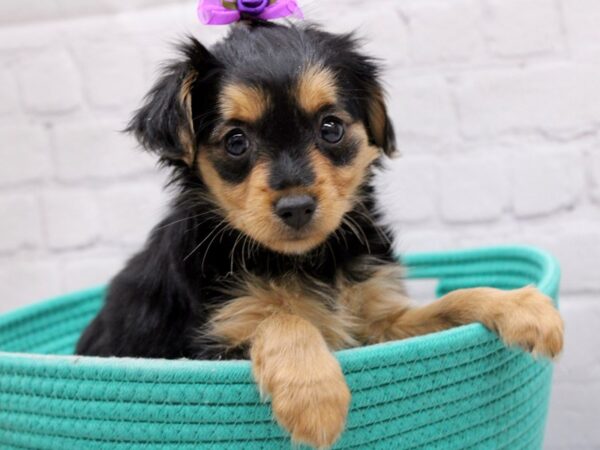 Chorkie-DOG-Female-Black & Tan-16953-Petland Wichita, Kansas