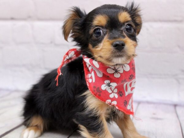 Chorkie-DOG-Male-Black & Tan-16956-Petland Wichita, Kansas