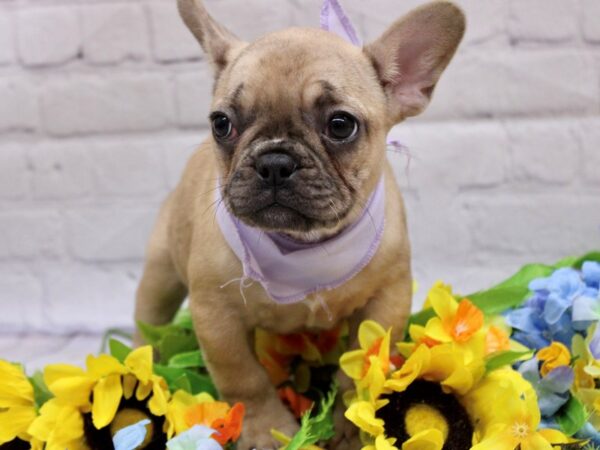 French Bulldog-DOG-Female-Phantom Fawn Merle-16950-Petland Wichita, Kansas