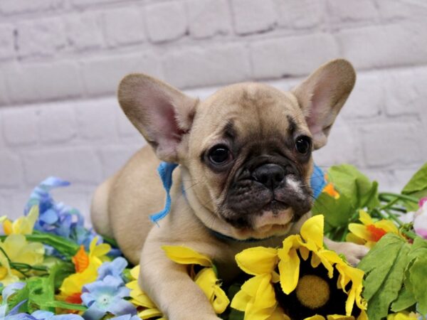 French Bulldog DOG Male Fawn 16949 Petland Wichita, Kansas