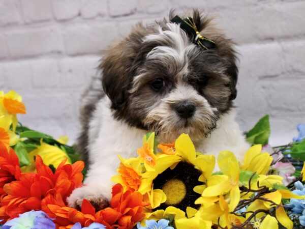 Teddy Bear DOG Female Gold & White 16948 Petland Wichita, Kansas