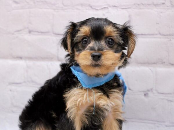 Chorkie-DOG-Male-Black & Tan-16955-Petland Wichita, Kansas