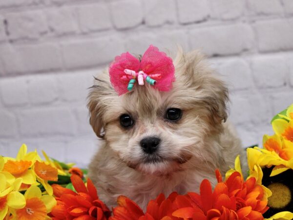 Pekapoo-DOG-Female-Light Sable-16946-Petland Wichita, Kansas