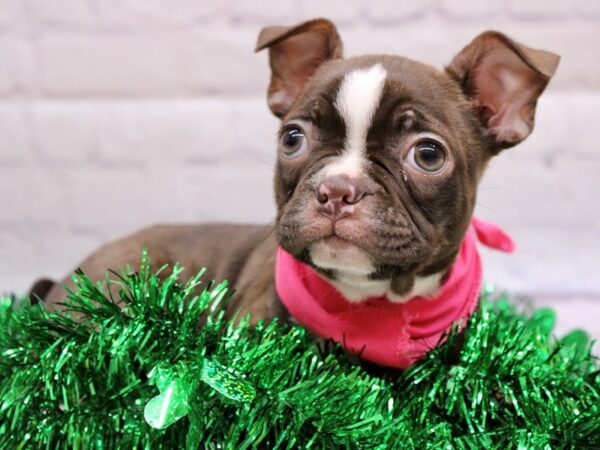 Boston Terrier DOG Female Chocolate & White Tuxedo 16981 Petland Wichita, Kansas