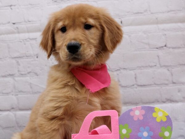 Golden Retriever-DOG-Female-Red-16983-Petland Wichita, Kansas
