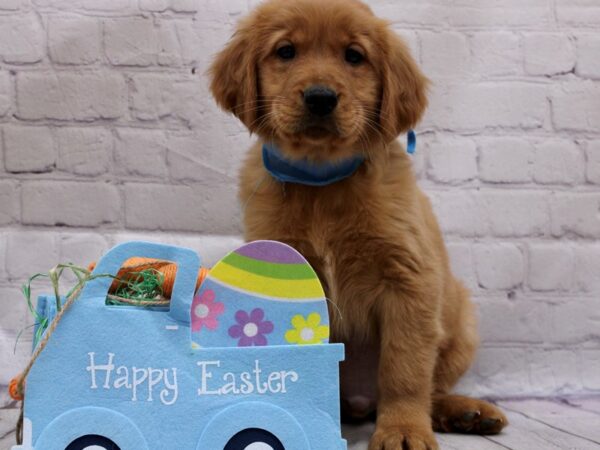 Golden Retriever-DOG-Male-Red-16982-Petland Wichita, Kansas