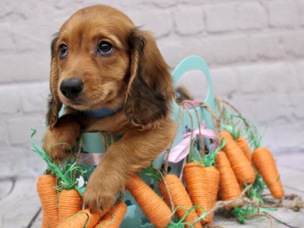 Miniature Dachshund-DOG-Male-Long Hair - Red Sable-16988-Petland Wichita, Kansas