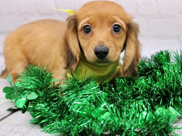 Miniature Dachshund-DOG-Female-Long Hair - Red-16989-Petland Wichita, Kansas