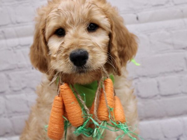 F1B Goldendoodle DOG Male Gold 16986 Petland Wichita, Kansas