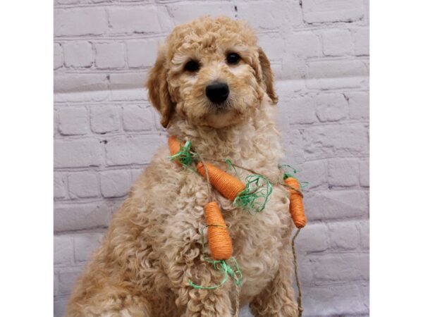 F1B Goldendoodle DOG Male Gold 16985 Petland Wichita, Kansas