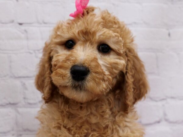 F1B Goldendoodle DOG Female Red 16987 Petland Wichita, Kansas