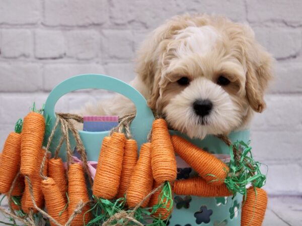 Lhasa Poo-DOG-Male-White w/ Apricot Markings-16961-Petland Wichita, Kansas