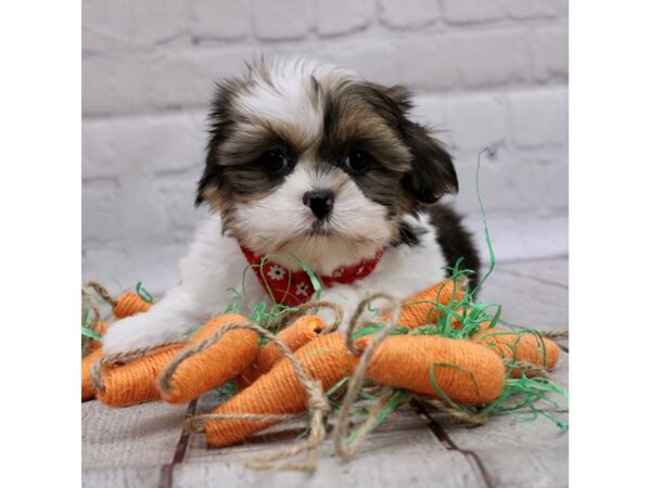 Toy ShihPoo DOG Male Gold & White 16990 Petland Wichita, Kansas