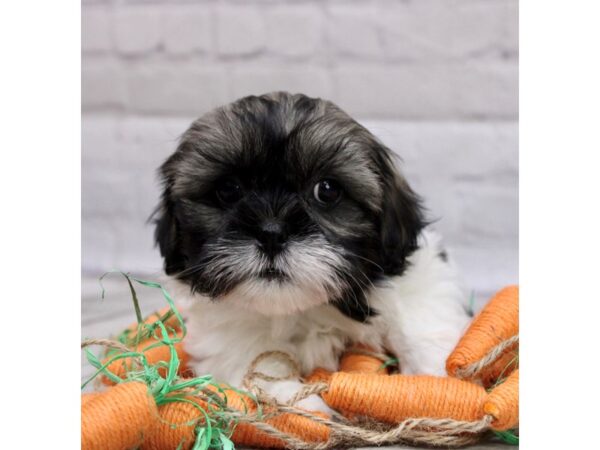 Toy ShihPoo DOG Male Sable & White 16991 Petland Wichita, Kansas