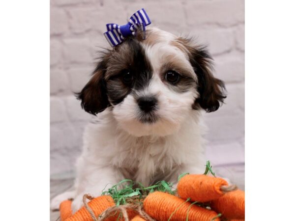 Toy ShihPoo-DOG-Female-Gold & White-16992-Petland Wichita, Kansas