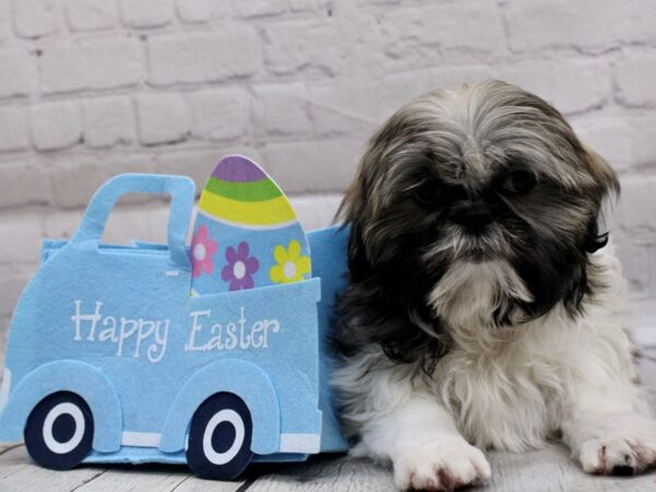 Shih Tzu DOG Male Gold & White 16994 Petland Wichita, Kansas