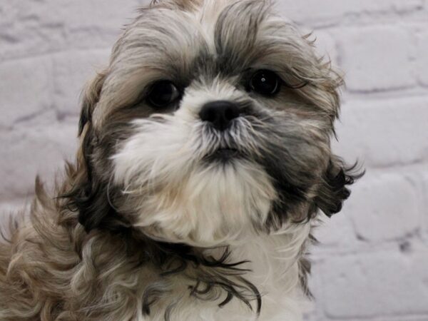 Shih Tzu-DOG-Male-Gold & White-16995-Petland Wichita, Kansas