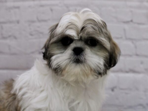 Shih Tzu-DOG-Female-Cream & White-16996-Petland Wichita, Kansas