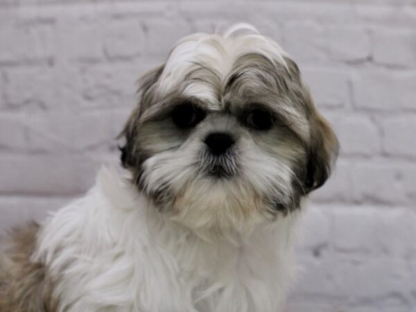 Shih Tzu DOG Female Cream & White 16996 Petland Wichita, Kansas