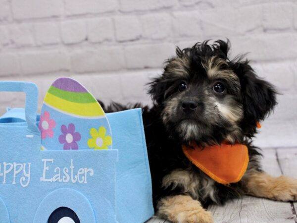 Mini Aussiedoodle-DOG-Male-Black & Tan-16997-Petland Wichita, Kansas