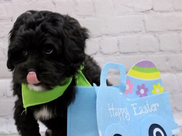 Lhasa Poo DOG Male Black &White 16998 Petland Wichita, Kansas