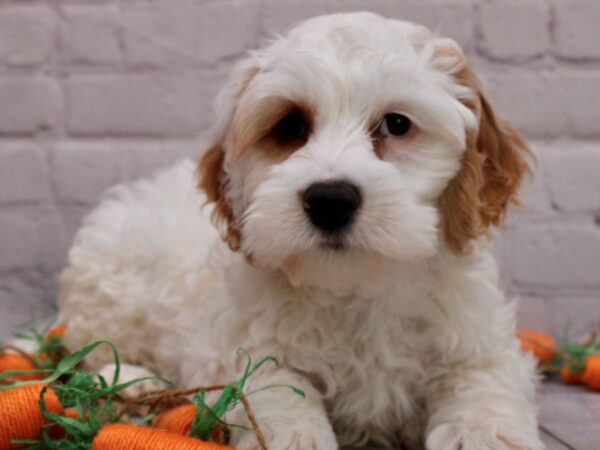 Cockapoo-DOG-Male-Buff & White-16999-Petland Wichita, Kansas