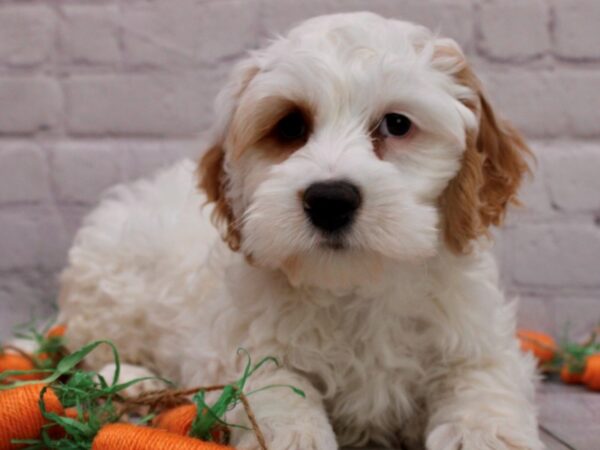 Cockapoo DOG Male Buff & White 16999 Petland Wichita, Kansas