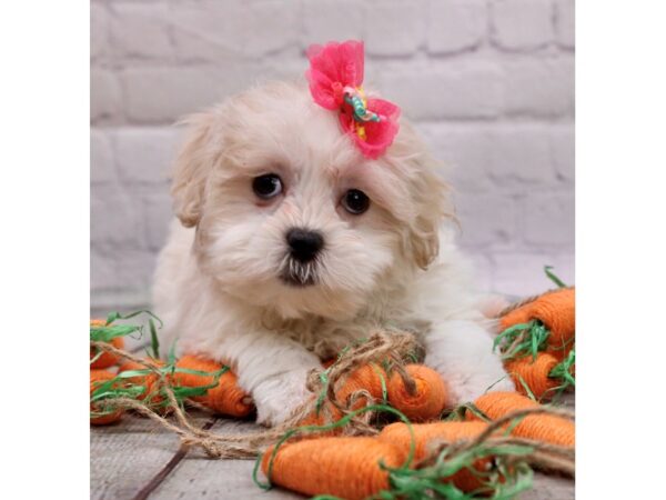 Shih Poo DOG Female Cream & White 17001 Petland Wichita, Kansas