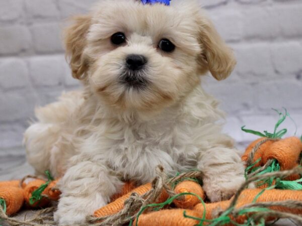 Shih Poo DOG Female Apricot 17002 Petland Wichita, Kansas