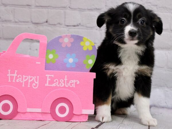 Miniature Australian Shepherd-DOG-Female-Black Tri-17004-Petland Wichita, Kansas