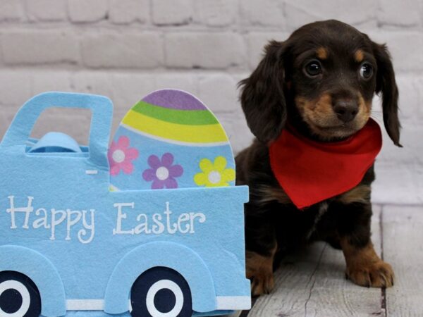 Miniature Dachshund-DOG-Female-Chocolate-17005-Petland Wichita, Kansas