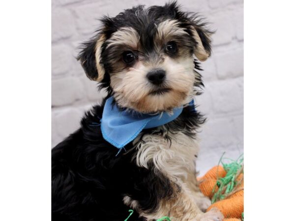 Shorkie DOG Male Black & Tan 17006 Petland Wichita, Kansas