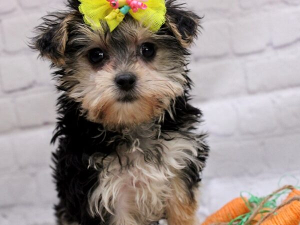 Shorkie DOG Female Black & Tan 17007 Petland Wichita, Kansas