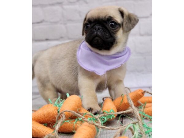 Pug-DOG-Female-Fawn-17009-Petland Wichita, Kansas